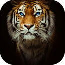 Tiger theme-Fingerprint Lock aplikacja
