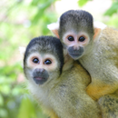Mix of animals Wallpapers APK