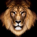 Animals Wallpapers