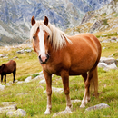 Best Horses Themes APK