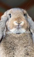 Best Rabbits Themes poster