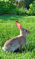 Best Rabbits Themes screenshot 1