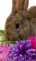 Best Rabbits Themes screenshot 2