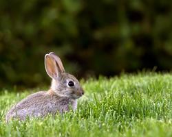 Best Rabbits Themes screenshot 3