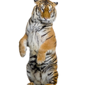 Melhores tigres Wallpapers