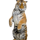 Best Tigers Themes APK