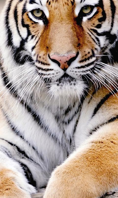 21 Gambar Wallpaper Macan Richi Wallpaper