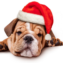 Christmas Pets Wallpapers APK