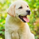 Dogs and puppies Themes APK