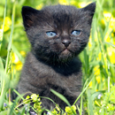 APK Grande Gatti Sfondi