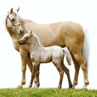 آیکون‌ Horses Live Wallpapers