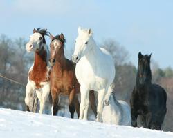برنامه‌نما Horses Live Wallpapers عکس از صفحه