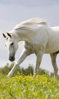 پوستر Horses Live Wallpapers