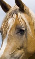 برنامه‌نما Horses Live Wallpapers عکس از صفحه