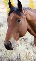 برنامه‌نما Horses Live Wallpapers عکس از صفحه