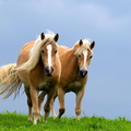 Cavalos Temas vivo
