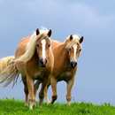 Horses Themes Live APK