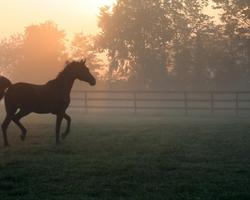 Horses Themes Live screenshot 3