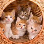 Kittens And Cats Wallpapers ikona