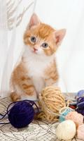 Kittens And Cats Wallpapers screenshot 2