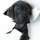 Puppies Puppy Wallpapers APK