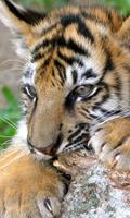 Animales Fondos captura de pantalla 1