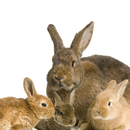 Rabbits Themes APK
