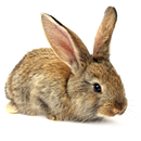 Rabbit Wallpapers Themes APK