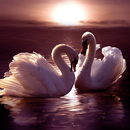 Swans Wallpapers APK