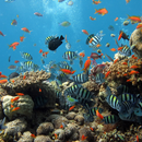 Sea Polar Animals Wallpapers APK