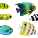 Tropical Fish Wallpapers APK