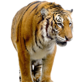 Temas tigres