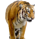 Tigers Themes APK