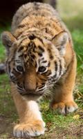 Temas de tigres captura de pantalla 1