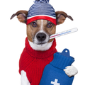 Veterinarian Themes