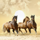 Wild Best Horses Wallpapers APK