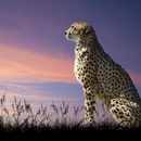 Wild Cats Themes APK