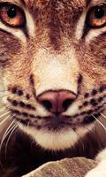 Wild Cats Themes پوسٹر