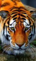 Wild Cats Themes اسکرین شاٹ 1