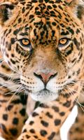 Wild Cats Themes اسکرین شاٹ 2