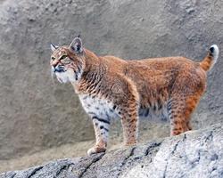 Wild Cats Themes اسکرین شاٹ 3