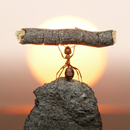 World of Ants Wallpapers APK