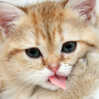 Cat New HD Wallpapers icon