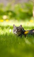 Cat New HD Wallpapers screenshot 2