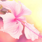 Pink New HD Wallpapers icono