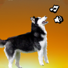 Husky Scream Hero icône