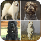 Family Dog Breeds-icoon