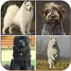 Family Dog Breeds آئیکن