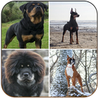 Protective Dog Breeds أيقونة