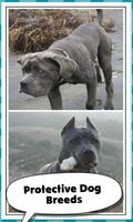 Protective Dog Breeds Affiche